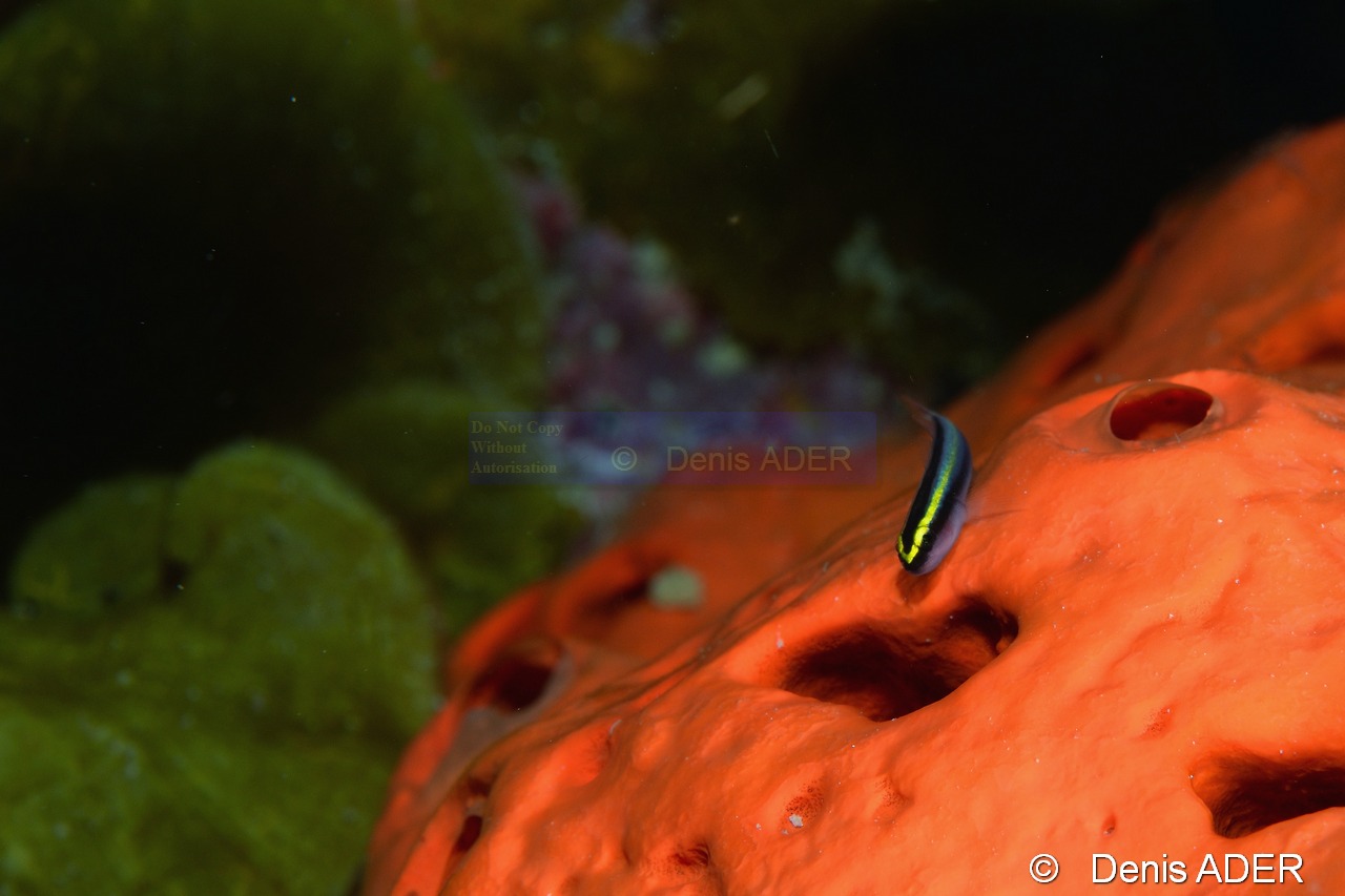 Agelas-clathrodes-Elacatinus Gobiosoma-evelynae gobie Bonaire Sampler-10m-20180219-Denis-ADER-DSC_6675_tn.jpg